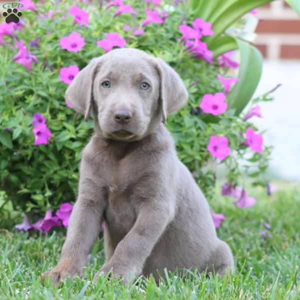 Randy, Silver Labrador Retriever Puppy