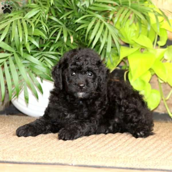 Randy, Mini Labradoodle Puppy