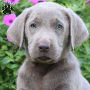 Randy, Silver Labrador Retriever Puppy