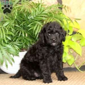 Randy, Mini Labradoodle Puppy