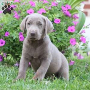Randy, Silver Labrador Retriever Puppy