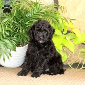 Randy, Mini Labradoodle Puppy