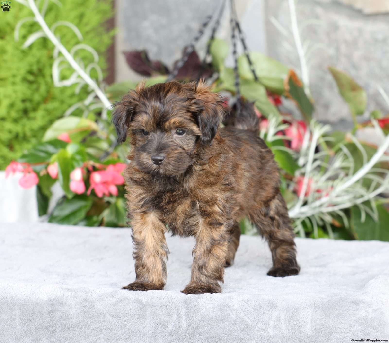 Ranger - Yorkie Poo Puppy For Sale in Pennsylvania