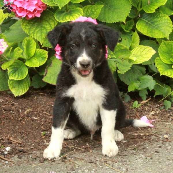 Ranger, Border Collie Puppy