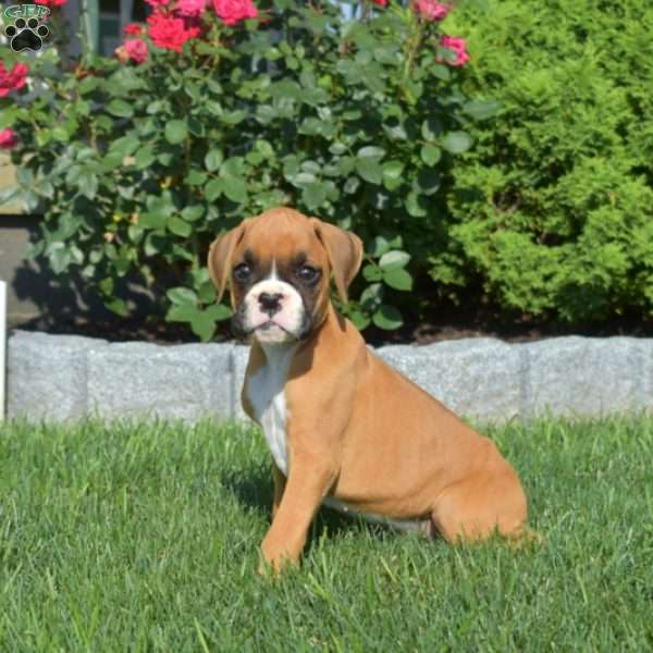 Ranger, Boxer Puppy