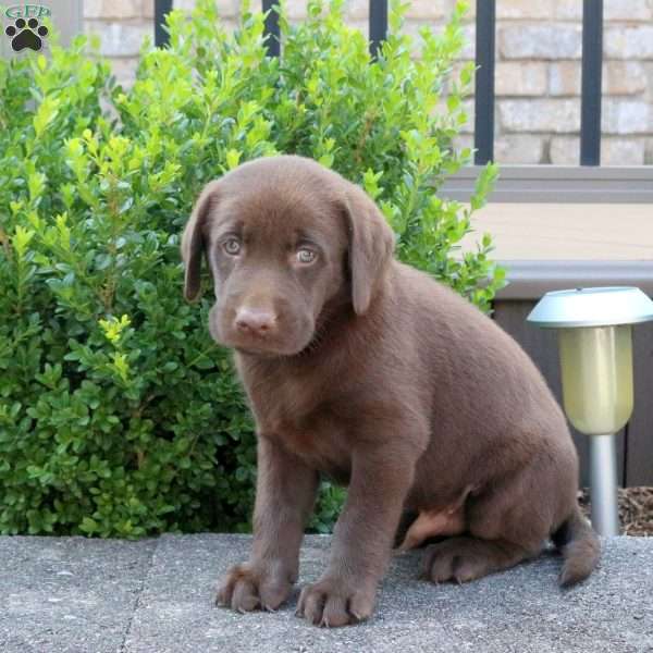 Ranger, Chocolate Labrador Retriever Puppy