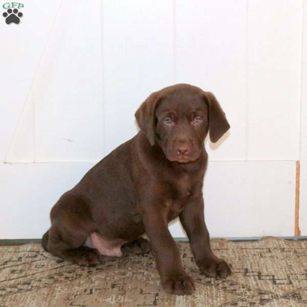 Ranger, Chocolate Labrador Retriever Puppy