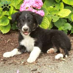 Ranger, Border Collie Puppy