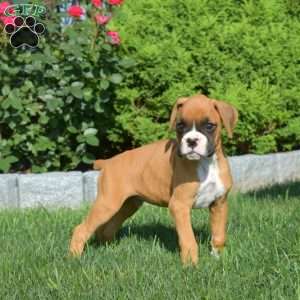 Ranger, Boxer Puppy