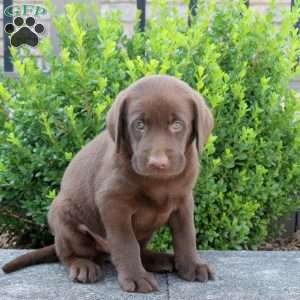 Ranger, Chocolate Labrador Retriever Puppy
