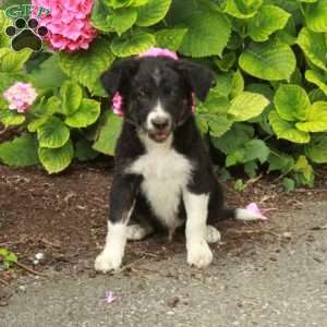 Ranger, Border Collie Puppy
