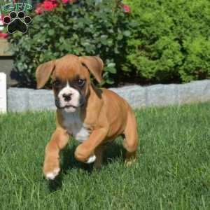 Ranger, Boxer Puppy