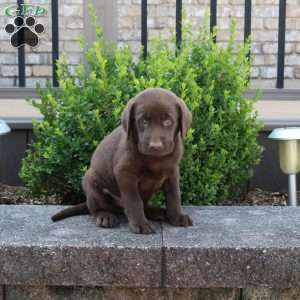 Ranger, Chocolate Labrador Retriever Puppy