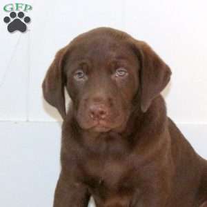 Ranger, Chocolate Labrador Retriever Puppy