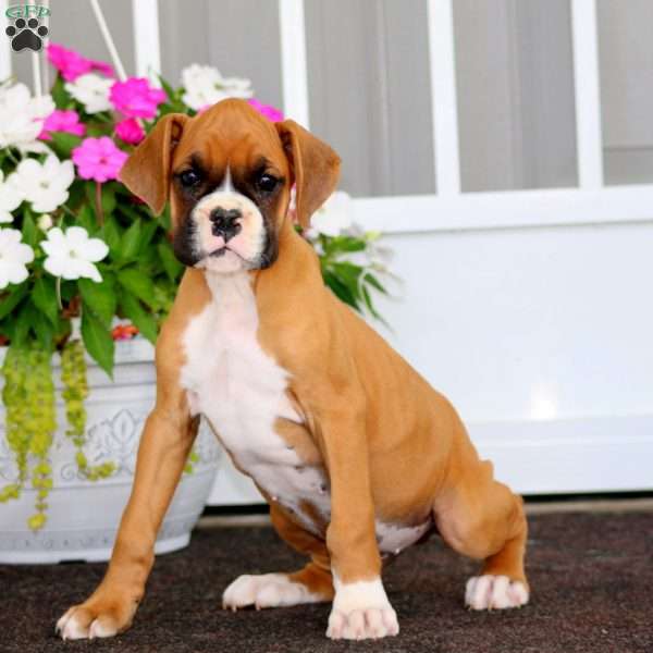 Ranger, Boxer Puppy