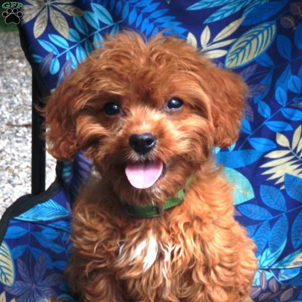 Rascal, Cavapoo Puppy