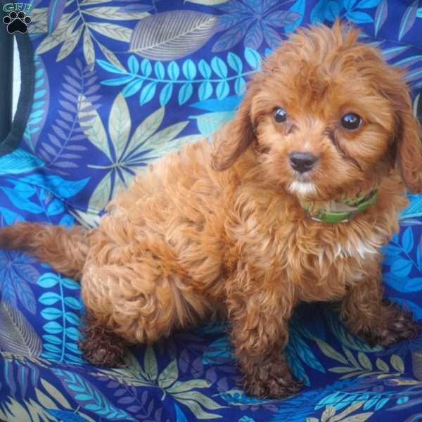 Rascal, Cavapoo Puppy