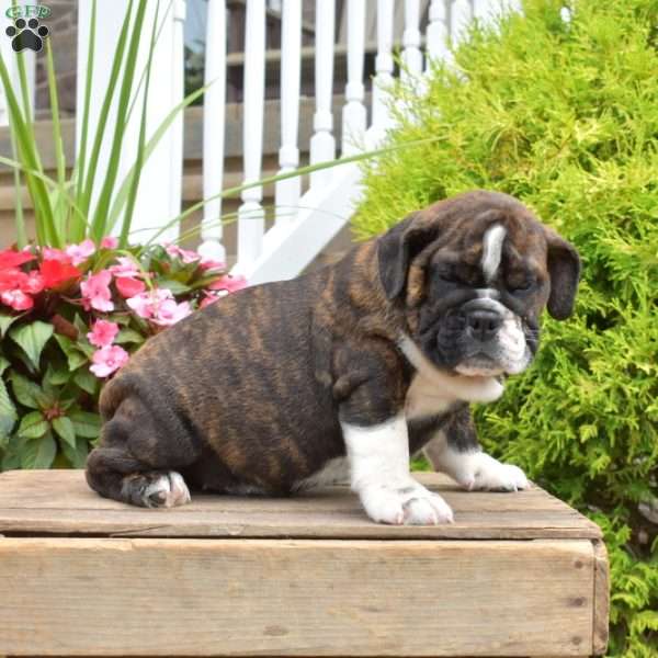 Raven, English Bulldog Puppy