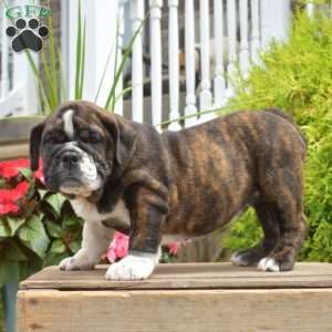 Raven, English Bulldog Puppy