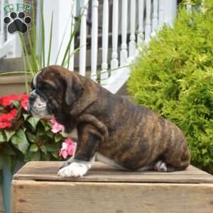 Raven, English Bulldog Puppy