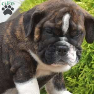 Raven, English Bulldog Puppy