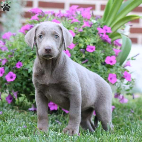 Rayna, Silver Labrador Retriever Puppy