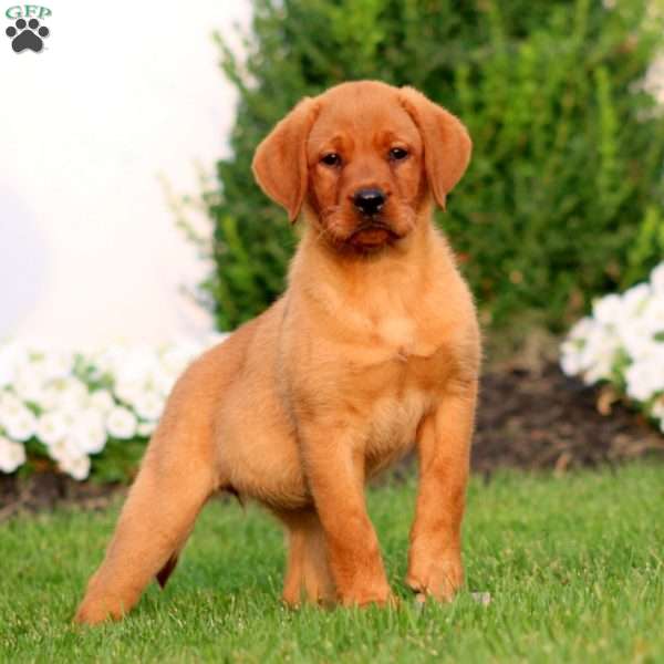 Rayna, Fox Red Labrador Retriever Puppy