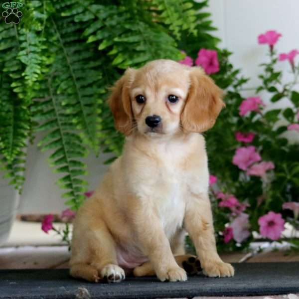 Rayna, Miniature Golden Retriever Puppy