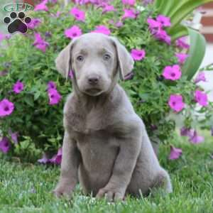 Rayna, Silver Labrador Retriever Puppy