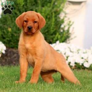 Rayna, Fox Red Labrador Retriever Puppy