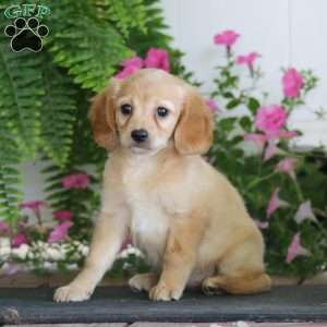 Rayna, Miniature Golden Retriever Puppy