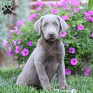 Rayna, Silver Labrador Retriever Puppy