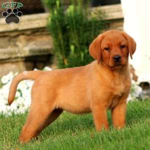 Rayna, Fox Red Labrador Retriever Puppy