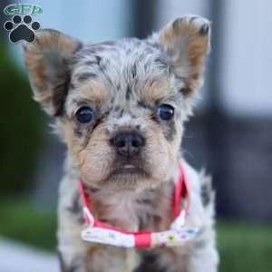 Reba, French Bulldog Puppy