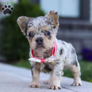 Reba, French Bulldog Puppy