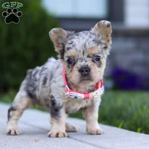 Reba, French Bulldog Puppy