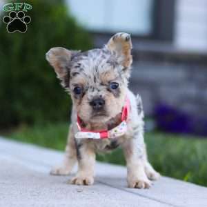 Reba, French Bulldog Puppy