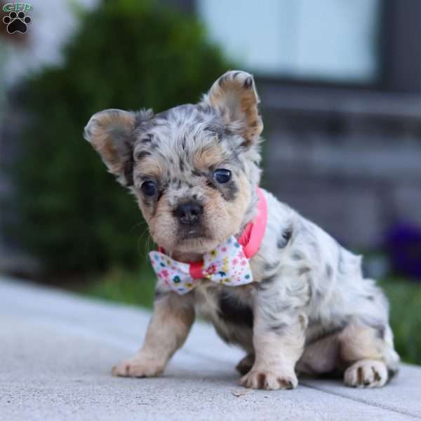 Reba, French Bulldog Puppy