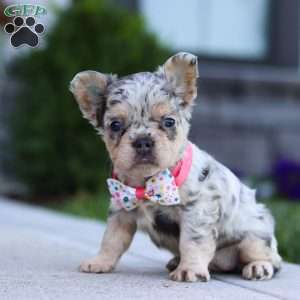 Reba, French Bulldog Puppy