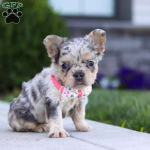 Reba, French Bulldog Puppy