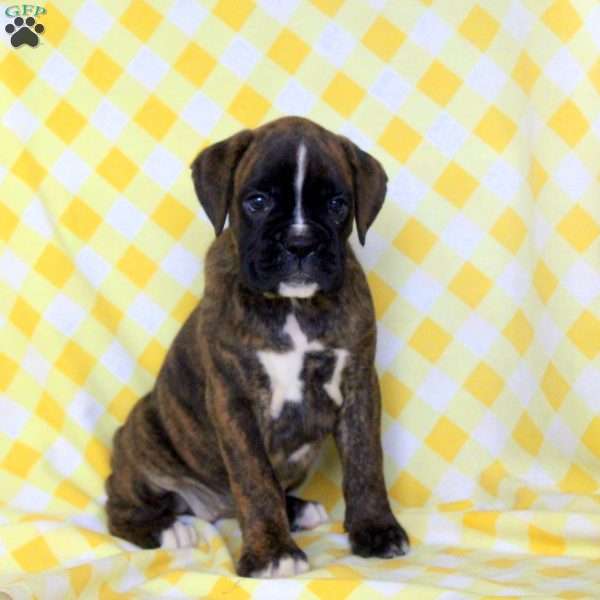 Reba, Boxer Puppy
