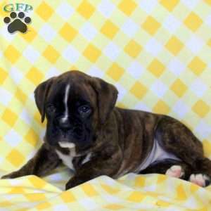 Reba, Boxer Puppy