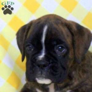 Reba, Boxer Puppy