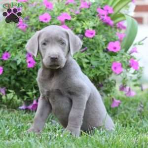 Reba, Silver Labrador Retriever Puppy