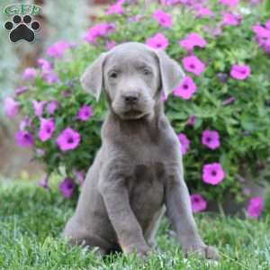 Reba, Silver Labrador Retriever Puppy
