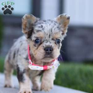 Reba, French Bulldog Puppy