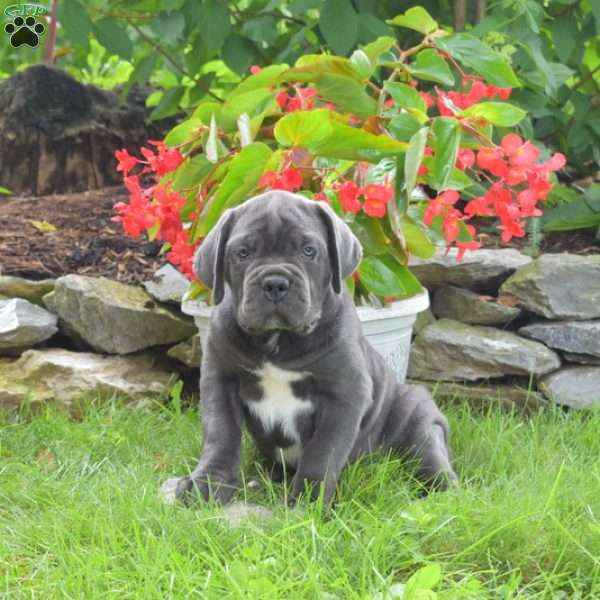 Rebel, Cane Corso Puppy