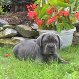 Rebel, Cane Corso Puppy