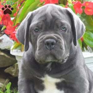Rebel, Cane Corso Puppy