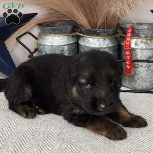 Bruno, German Shepherd Puppy